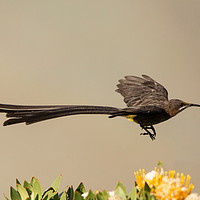 Buy canvas prints of Cape Sugarbird Male in flight by Alan Humphreys