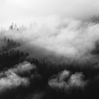 Buy canvas prints of Pine trees covered in mist, black and white by Florent Lacroute
