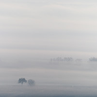 Buy canvas prints of Trees in the mist by Florent Lacroute