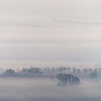 Buy canvas prints of Misty trees by Florent Lacroute
