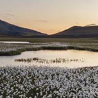 Buy canvas prints of sunset in Iceland with cotton grass, lake and moun by Florent Lacroute