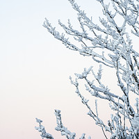 Buy canvas prints of Branches covered in snow with pastel colored sky by Florent Lacroute