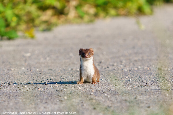 Stoat (Mustela erminea) stopped along a path, looking at camera, Picture Board by Chris Rabe