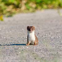 Buy canvas prints of Stoat (Mustela erminea) stopped along a path, looking at camera, by Chris Rabe