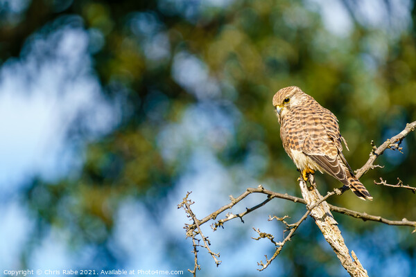 Common Kestrel (Falco Tinnunculus) Picture Board by Chris Rabe