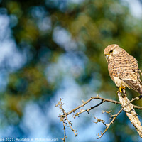 Buy canvas prints of Common Kestrel (Falco Tinnunculus) by Chris Rabe