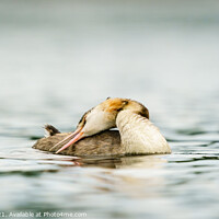 Buy canvas prints of Great Crested Grebe (Podiceps cristatus) with it's head folded b by Chris Rabe