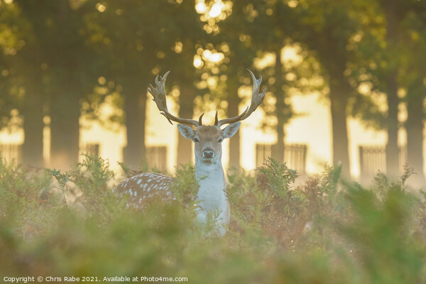 Fallow Deer (Dama dama) stag Picture Board by Chris Rabe