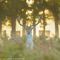 Buy canvas prints of Fallow Deer (Dama dama) stag by Chris Rabe