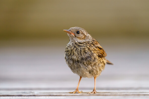 Dunnock juvenile perched on garden decking, Picture Board by Chris Rabe