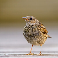 Buy canvas prints of Dunnock juvenile perched on garden decking, by Chris Rabe