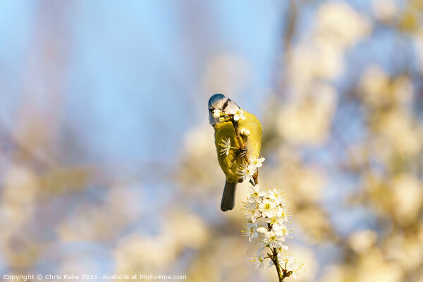Blue Tit feeding off blossom Picture Board by Chris Rabe