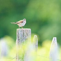 Buy canvas prints of Common Whitethroat on a fence post by Chris Rabe