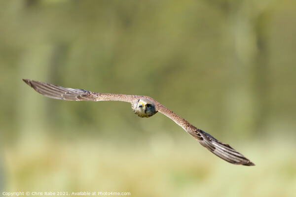 Common Kestrel in flight Picture Board by Chris Rabe