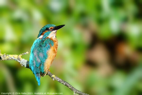 Common Kingfisher portrait Picture Board by Chris Rabe