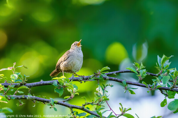 Wren singing in early morning spring light Picture Board by Chris Rabe