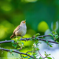 Buy canvas prints of Wren singing in early morning spring light by Chris Rabe