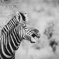 Buy canvas prints of Zebra (Equus quagga) by Chris Rabe