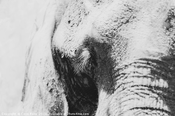 African Elephant (Loxodonta africana) portrait Picture Board by Chris Rabe