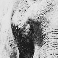 Buy canvas prints of African Elephant (Loxodonta africana) portrait by Chris Rabe