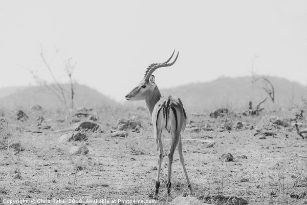 Impala (Aepyceros melampus) Picture Board by Chris Rabe