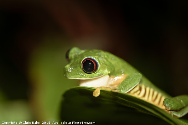 Red-Eyed tree Frog (Agalychnis callidryas) Picture Board by Chris Rabe