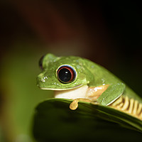 Buy canvas prints of Red-Eyed tree Frog (Agalychnis callidryas) by Chris Rabe