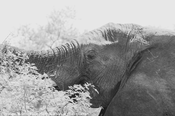 African Elephant (Loxodonta africana) Picture Board by Chris Rabe