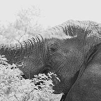 Buy canvas prints of African Elephant (Loxodonta africana) by Chris Rabe