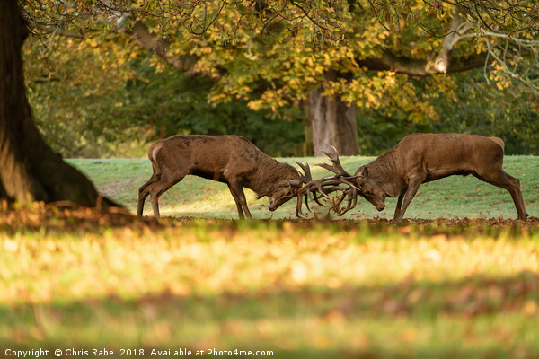 Red Deer stags sparring (Cervus elaphus) Picture Board by Chris Rabe
