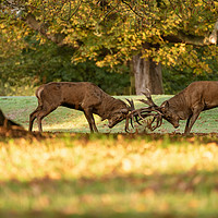 Buy canvas prints of Red Deer stags sparring (Cervus elaphus) by Chris Rabe