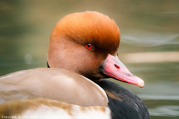 Portrait of Solitary Pochard (Aythya ferina) male  Picture Board by Chris Rabe