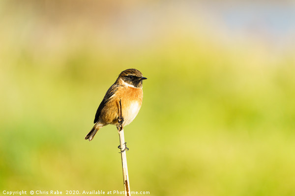 Male Stonechat (Saxicola torquata) perched on a br Picture Board by Chris Rabe