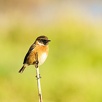 Buy canvas prints of Male Stonechat (Saxicola torquata) perched on a br by Chris Rabe