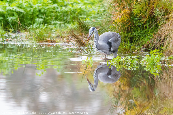 Grey Heron and reflection Picture Board by Chris Rabe