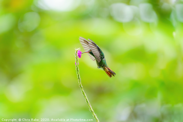 Rufous-Tailed Hummingbird (Amazilia tzacatl) feedi Picture Board by Chris Rabe