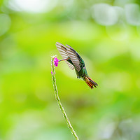 Buy canvas prints of Rufous-Tailed Hummingbird (Amazilia tzacatl) feedi by Chris Rabe