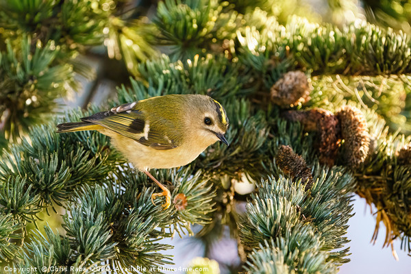 Goldcrest (Regulus regulus) sitting in pine needle Picture Board by Chris Rabe