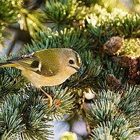 Buy canvas prints of Goldcrest (Regulus regulus) sitting in pine needle by Chris Rabe
