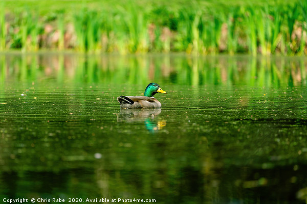 Mallard Duck (Anas platyrhynchos) surrounded by gr Picture Board by Chris Rabe