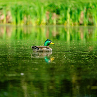 Buy canvas prints of Mallard Duck (Anas platyrhynchos) surrounded by gr by Chris Rabe