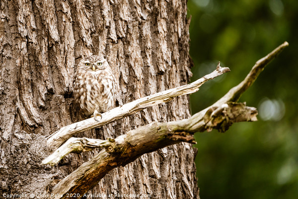 Little Owl perched on a tree Picture Board by Chris Rabe