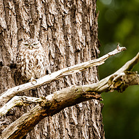 Buy canvas prints of Little Owl perched on a tree by Chris Rabe