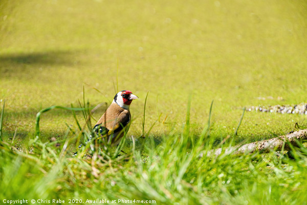 European Goldfinch (Carduelis carduelis) in grass  Picture Board by Chris Rabe