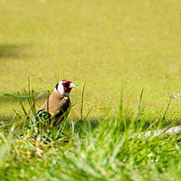 Buy canvas prints of European Goldfinch (Carduelis carduelis) in grass  by Chris Rabe