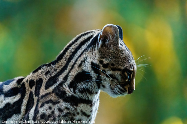 Wild Female Margay (Leopardus wiedii) early mornin Picture Board by Chris Rabe