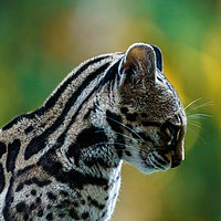 Buy canvas prints of Wild Female Margay (Leopardus wiedii) early mornin by Chris Rabe