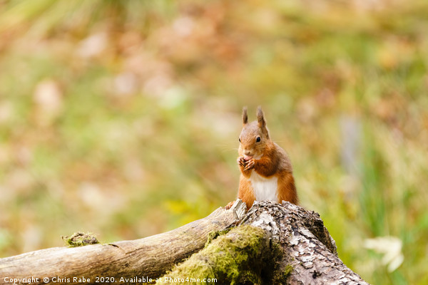 red squirrel (Sciurus vulgaris) in Scotland Picture Board by Chris Rabe