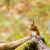Buy canvas prints of red squirrel (Sciurus vulgaris) in Scotland by Chris Rabe