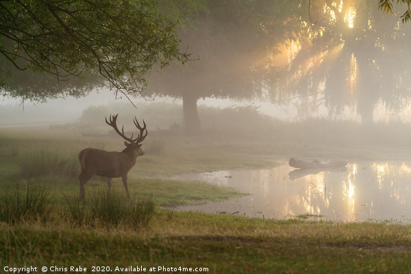Red deer stag (Cervus elaphus) at pond at sunrise  Picture Board by Chris Rabe